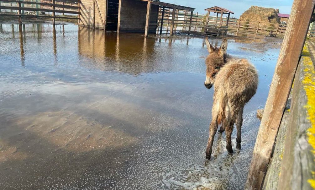 Московский зоопарк помог животным в Херсонской области, пострадавшим из-за шторма 