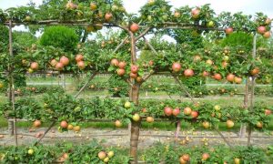 «Плоские» яблони займут меньше места и дадут огромный урожай
