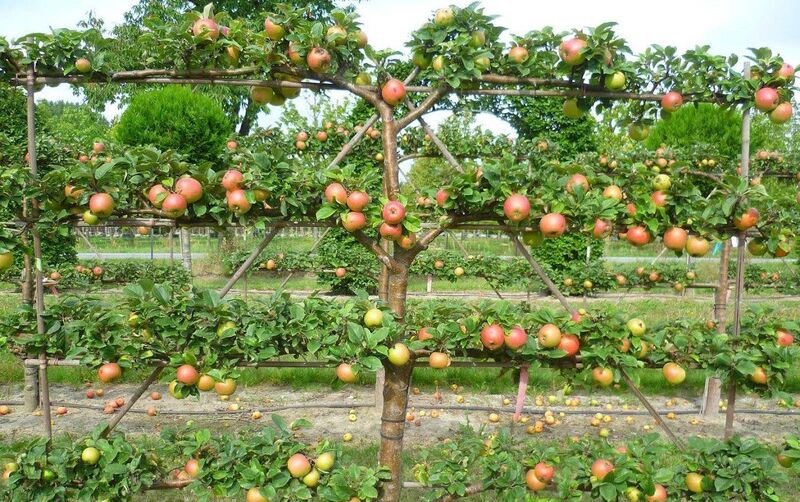 «Плоские» яблони займут меньше места и дадут огромный урожай 