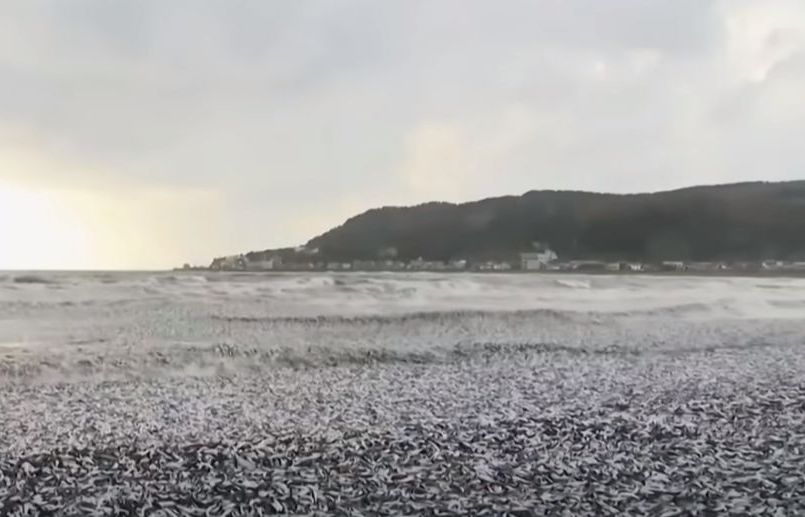 Шокирующие кадры: сотни тонн рыбы выбросило на берег в Японии