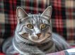 «Закрыл голову хвостом»: кот Ачи спас жизнь хозяйки во время обстрела Шебекино