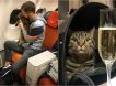 Умер толстый кот-путешественник и нарушитель правил Виктор