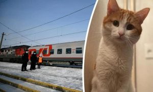 РЖД изменит правила перевозки животных  после трагического инцидента с котом Твиксом