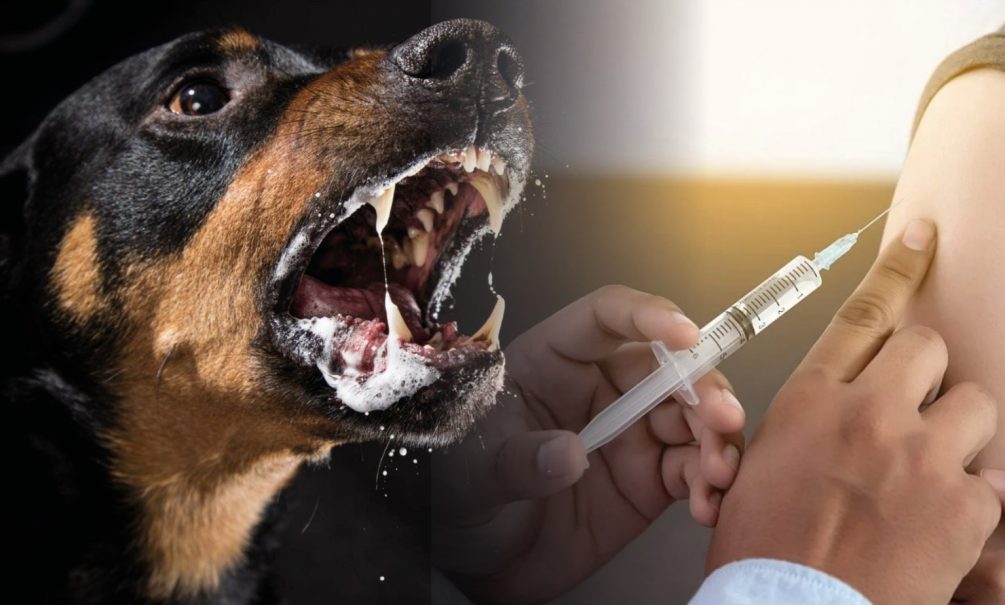«Собачка укусила»: первые действия, которые спасут жизнь 