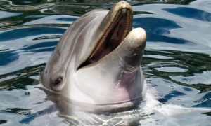 Западная разведка снова разглядела в Севастополе российских боевых дельфинов