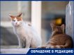 «60 кошек из деревни»: десятки животных ищут дом после смерти москвича, переехавшего в глушь и устроившего там приют