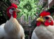 Птицы-убийцы: вирус-мутант угрожает новой пандемией