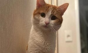Кто выпустил Твикса? Появились новые подробности гибели кота на станции в Кирове