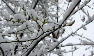 Без ранней оттепели: стало известно, какой будет погода в начале марта