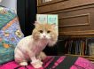 «Спасён благодаря Твиксу»: волонтёры нашли хозяев двойнику погибшего кота