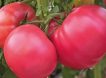 Яркий, сладкий, мясистый: рекомендуем от души томат Малиновый шар