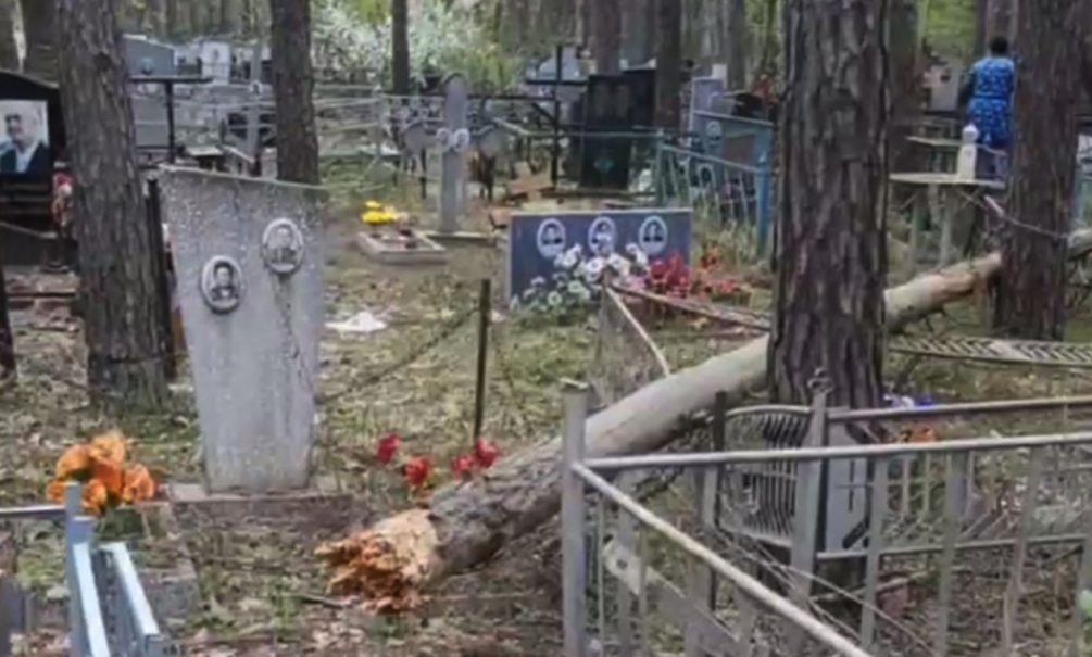 Житель Воронежа вывел на чистую воду администрацию местного кладбища 