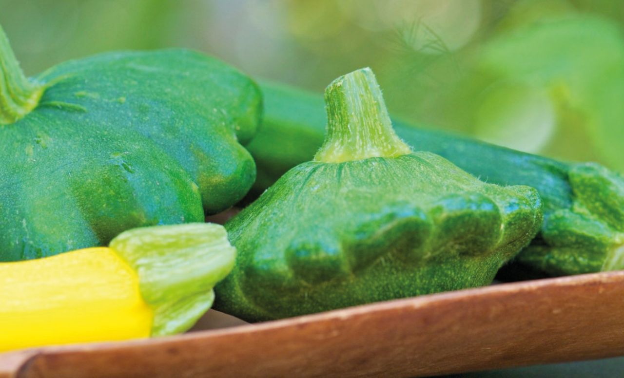 Патиссоны Гриндиск F1 – зеленые НЛО на грядке Патиссоны Гриндиск F1 – зеленые НЛО на грядке