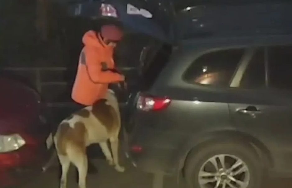 В Красноярске женщина протащила по дороге привязанного к машине алабая В Красноярске женщина протащила по дороге привязанного к машине алабая