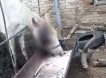 «Ждут, когда они съедят друг друга»: в Ставрополье владелец конного завода истребляет своих лошадей