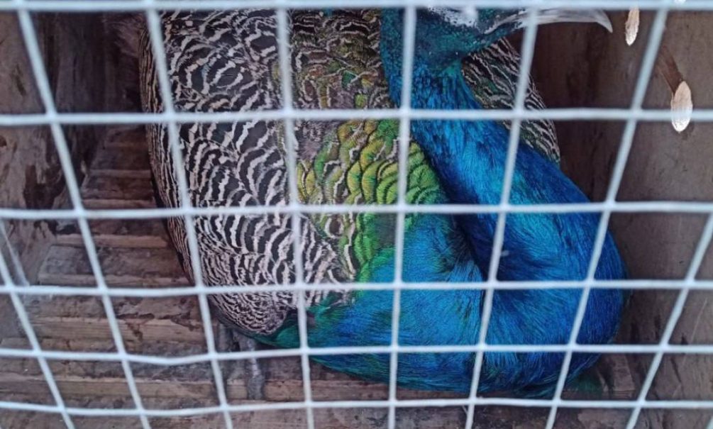 «Красота этих птиц скрасит боевые будни»: липецкий зоопарк отправил в зону СВО двух павлинов 