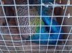 «Красота этих птиц скрасит боевые будни»: липецкий зоопарк отправил в зону СВО двух павлинов