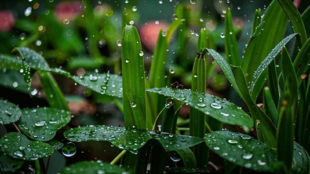 Дожди, тепло, температурные качели: синоптики рассказали о погоде на майские праздники