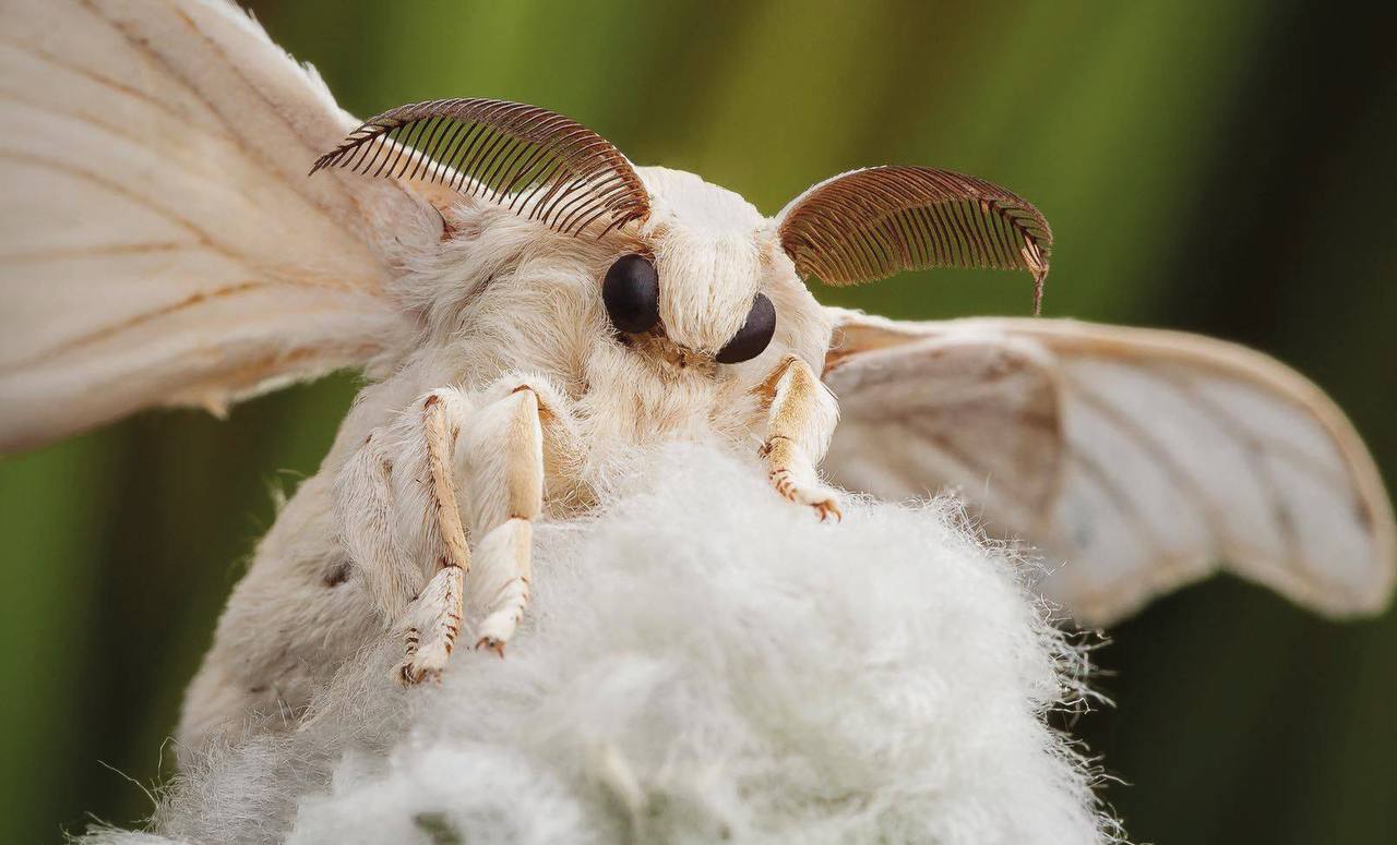 Прекрасные бабочки, которые нанесут огромный ущерб урожаю Прекрасные бабочки, которые нанесут огромный ущерб урожаю