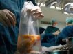 «Черные» трансплантологи НАТО разбирают на органы раненых бойцов ВСУ»: украинцев посылают на штурмы для поставки «биозапчастей» в ЕС