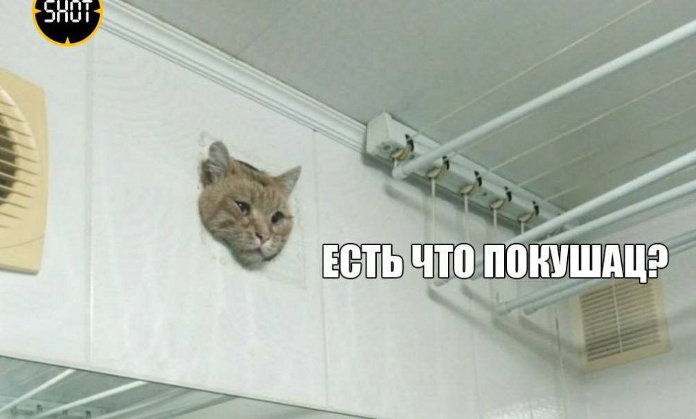 «Есть что покушац?»: в Уфе рыжий кот забрался в вентиляцию и застрял на кухне в одной из квартир  