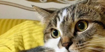 «Маруся умерла в муках»: на борту российского самолета из-за жары погибла кошка