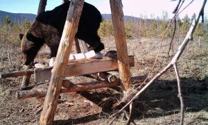 Убегавшие от медведя туристы сорвались со скалы в Бурятии