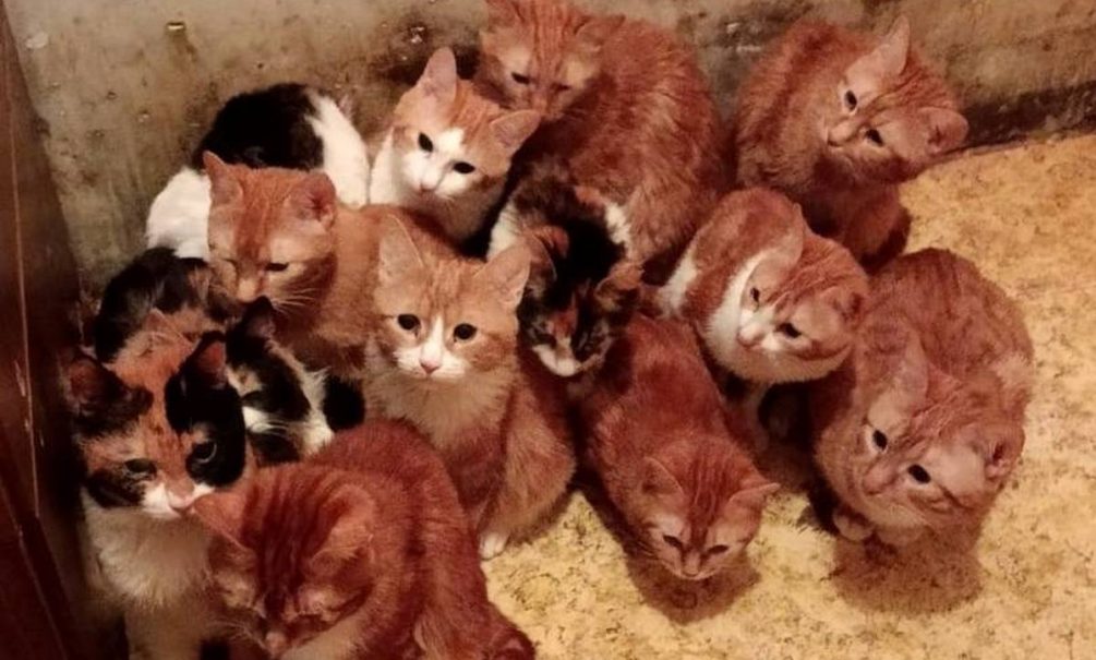 Сильный запах аммиака: москвичу запретили держать в квартире 30 кошек 