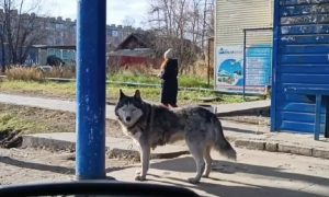 «Чуда не произошло»: растерзанная собаками в Якутии девочка скончалась в больнице