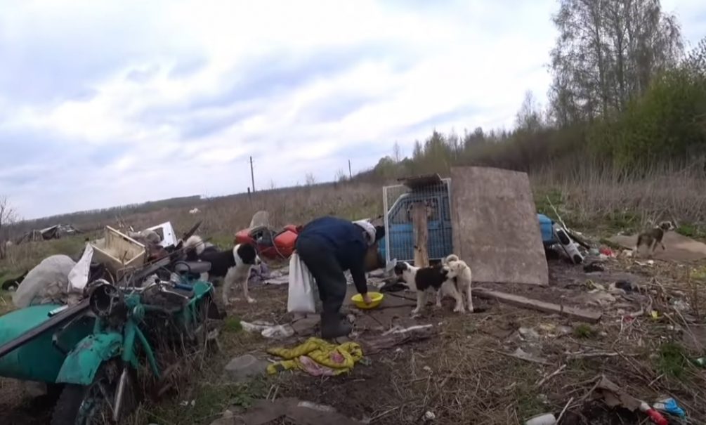 Собаки загрызли женщину в Тульской области 