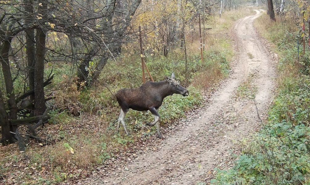 Метил в лося, попал в отца: на охоте в Башкирии убили брата генерала Минобороны РФ 