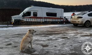 Уфимский Хатико: собака четвертый день пытается найти в реке утонувшего хозяина