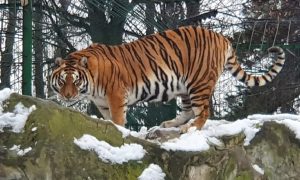 Ни шокера, ни напарника: амурский тигр Арес загрыз сотрудника зоопарка