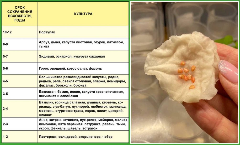 Посевной сезон: раскрываем секреты посадки семян на рассаду