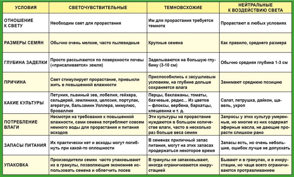 Посевной сезон: раскрываем секреты посадки семян на рассаду