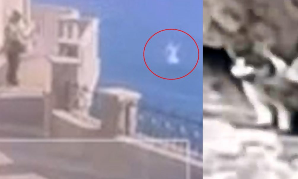 Чудо случилось: кошка Муся, которую живодёр скинул в пропасть, осталась жива 