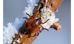 Вирус Зика и болезнь Лайма: из-за теплой зимы увеличился риск подхватить редкую «заразу»