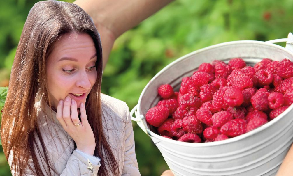 Три приема, которые увеличат урожай малины в разы Три приема, которые увеличат урожай малины в разы