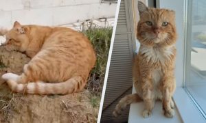 Ушел на радугу: дагестанский кот Хатико, семь лет, проживший на могиле хозяина, умер