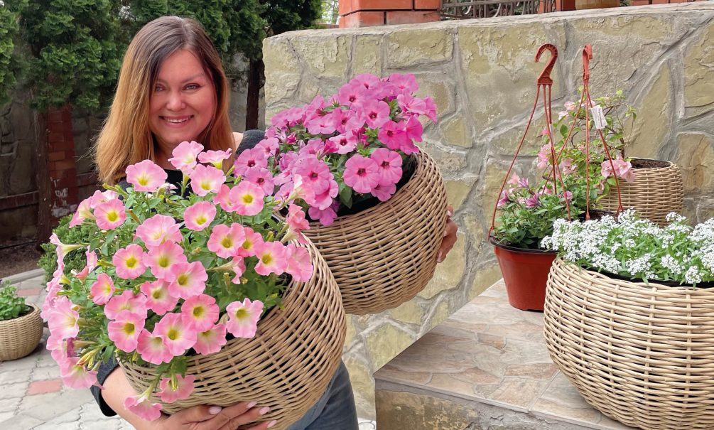 Секреты цветочницы по борьбе с болезнями петуний Секреты цветочницы по борьбе с болезнями петуний