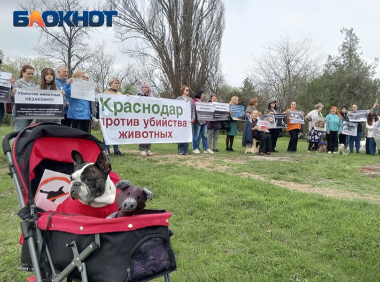 Новый закон об эвтаназии собак расколол общество Новый закон об эвтаназии собак расколол общество