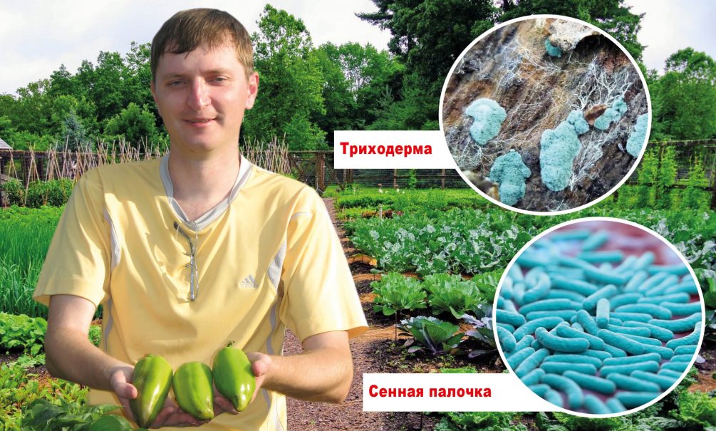 «Зачем ты суешь в нее свои грибки?» 