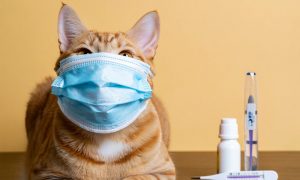 Грядёт чума XXI века: кошки могут стать причиной глобальной пандемии — жертвами станут миллионы