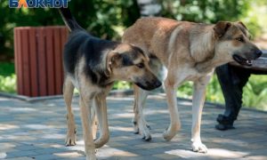 После публикации «Блокнота» Бастрыкин взял на контроль случай с нападением бродячих собак на жительницу Волгограда