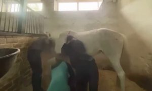 «Били хлыстом и руками»: в Нижнем Новгороде ученицы спортивной школы зверски издевались над лошадью