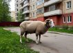 Мигранты зарезали барана во дворе жилого дома на глазах удивленных москвичей