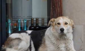 Депутаты написали новый закон о запрете кормления бродячих собак