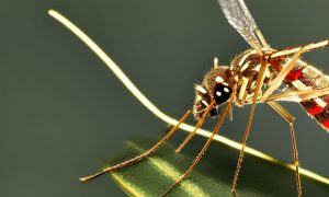 ВОЗ предупреждает о новой пандемии: опасные комары приближаются к России. Стоит ли паниковать?