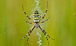 Они уже здесь: жители России массово жалуются на нашествие огромных пауков-ос