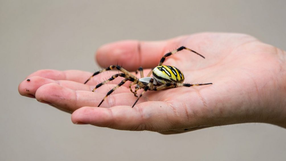 Они уже здесь: жители России массово жалуются на нашествие огромных пауков-ос